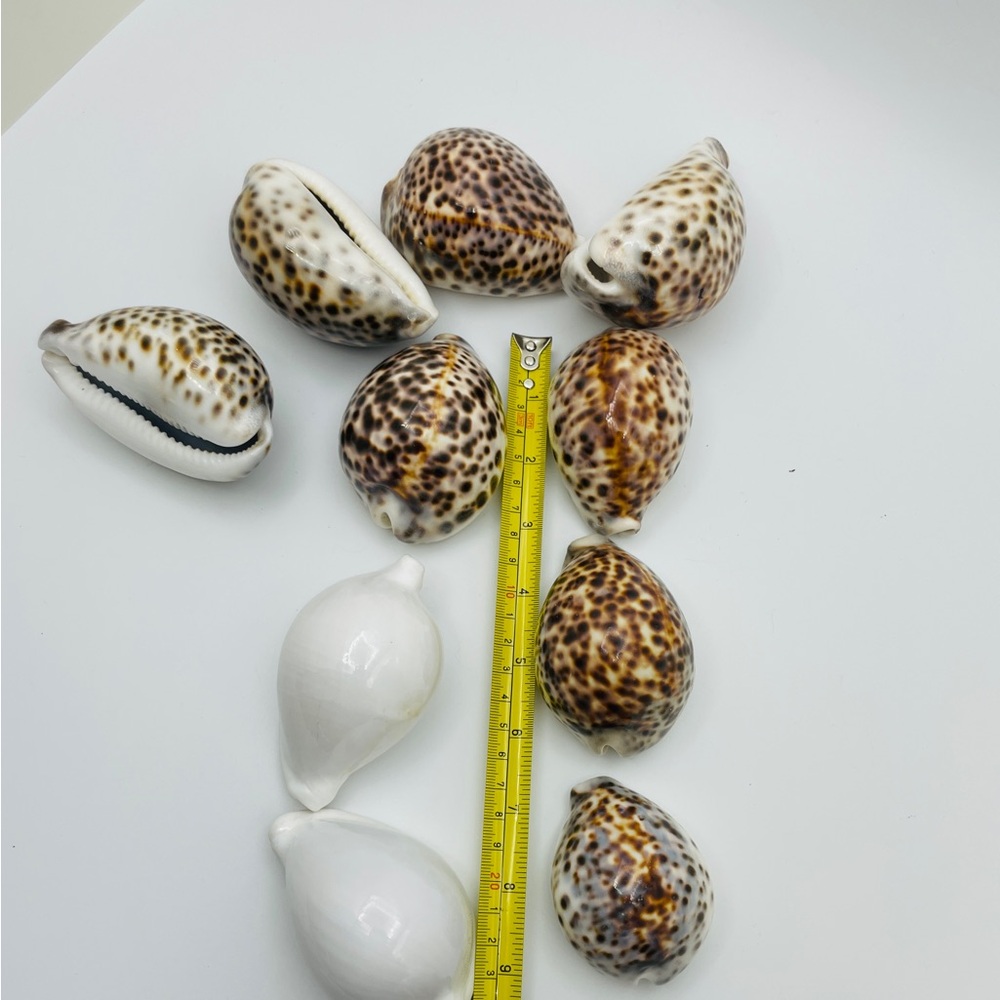 10 Cowrie Tiger & White Sea Shells approximately 2” to 3” or Turtle Shells - Picture 10 of 11